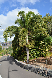 Foxtail Palm (Wodyetia bifurcata) at Stonegate Gardens