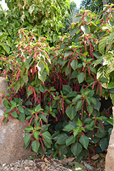 Firetail Chenille Plant (Acalypha hispida) at Stonegate Gardens