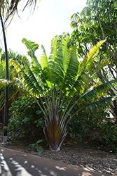 Honkandambo Traveller's Palm (Ravenala 'Honkandambo') at Stonegate Gardens