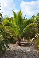Manarano Palm (Beccariophoenix madagascariensis) at Stonegate Gardens