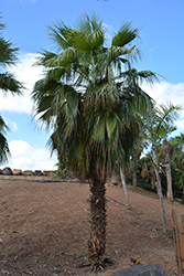 San Jose Hesper Palm (Brahea brandegeei) at Stonegate Gardens