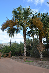 Bay Palmetto (Sabal mauritiiformis) at Stonegate Gardens