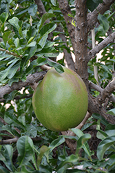 Pummelo (Citrus maxima) at Stonegate Gardens