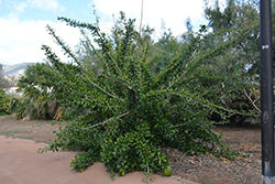 Pummelo (Citrus maxima) at Stonegate Gardens