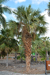 Cabbage Palm (Sabal palmetto) at Stonegate Gardens