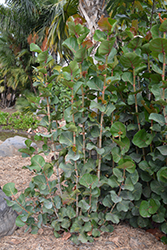 Seagrape (Coccoloba uvifera) at Stonegate Gardens