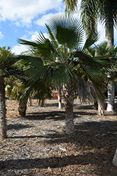 Short Hair Old Man Palm (Coccothrinax crinita subsp. brevicrinis) at Stonegate Gardens