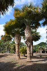 Bailey's Fan Palm (Copernicia baileyana) at Stonegate Gardens