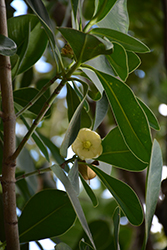 Balsam Apple (Clusia major) at Stonegate Gardens
