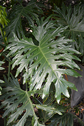 Tree Philodendron (Philodendron selloum) at Stonegate Gardens