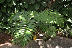 Pacaya Palm (Chamaedorea tepejilote) at Stonegate Gardens