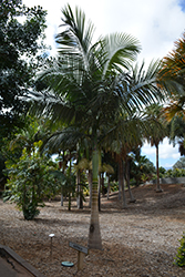 Myola Palm (Archontophoenix myolensis) at Stonegate Gardens