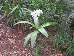 African Queen Crinum Lily (Crinum 'African Queen') at Stonegate Gardens
