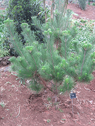 Monterey Pine (Pinus radiata) at Stonegate Gardens
