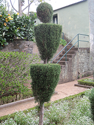 Italian Cypress Topiary (Cupressus sempervirens (topiary)) at Stonegate Gardens