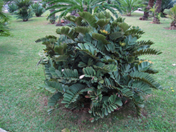 Cardboard Palm (Zamia furfuracea) at Stonegate Gardens