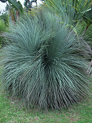 Austral Grass Tree (Xanthorrhoea australis) at Stonegate Gardens