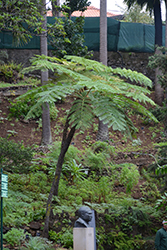 Australian Tree Fern (Cyathea cooperi) at Stonegate Gardens