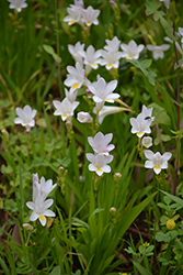 White Freesia (Freesia alba) at Stonegate Gardens
