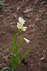White Freesia (Freesia alba) at Stonegate Gardens