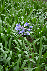 African Lily (Agapanthus praecox) at Stonegate Gardens