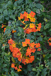 Marmalade Bush (Streptosolen jamesonii) at Stonegate Gardens