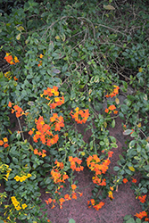 Marmalade Bush (Streptosolen jamesonii) at Stonegate Gardens