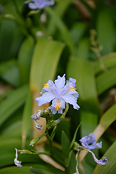 Variegated Fringed Iris (Iris japonica 'Variegata') at A Very Successful Garden Center