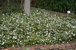 Spreading White Lantana (Lantana montevidensis 'Spreading White') at Stonegate Gardens