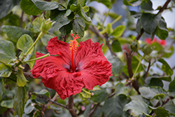 Red Wave Hibiscus (Hibiscus rosa-sinensis 'Red Wave') at Stonegate Gardens