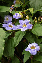 Blue Trumpet Vine (Thunbergia grandiflora) at Stonegate Gardens