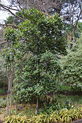 Variegated New Zealand Laurel (Corynocarpus laevigatus 'Variegata') at Lakeshore Garden Centres