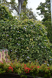 Blue Trumpet Vine (Thunbergia grandiflora) at Stonegate Gardens