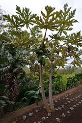 Tainung Papaya (Carica papaya 'Tainung') at Stonegate Gardens