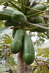 Tainung Papaya (Carica papaya 'Tainung') at Stonegate Gardens