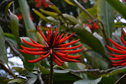 Naked Coral Tree (Erythrina coralloides) at Stonegate Gardens