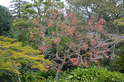 Naked Coral Tree (Erythrina coralloides) at Stonegate Gardens