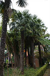 Windmill Palm (Trachycarpus fortunei) at Stonegate Gardens