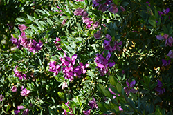 Grandiflora Sweet Pea Shrub (Polygala myrtifolia 'Grandiflora') at Stonegate Gardens