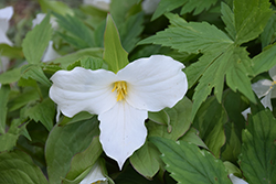 Great White Trillium (Trillium grandiflorum) at Stonegate Gardens