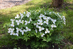 Great White Trillium (Trillium grandiflorum) at Stonegate Gardens