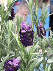 Spanish Lavender (Lavandula stoechas) at Stonegate Gardens