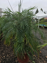 Cat Palm (Chamaedorea cataractarum) at Stonegate Gardens