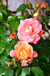 Peach Drift Rose (Rosa 'Meiggili') at Stonegate Gardens