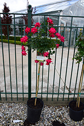 Double Knock Out Rose Tree (Rosa 'Radtko') at Lakeshore Garden Centres