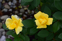 Sunny Knock Out Rose (Rosa 'Radsunny') at Stonegate Gardens