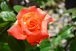 Octoberfest Rose (Rosa 'MAClanter') at Stonegate Gardens