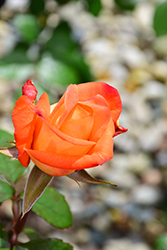 Octoberfest Rose (Rosa 'MAClanter') at Stonegate Gardens