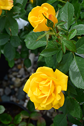 Shockwave Rose (Rosa 'Shockwave') at A Very Successful Garden Center