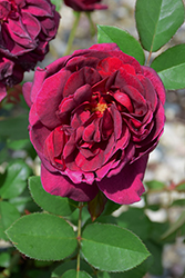 Darcey Bussell Rose (Rosa 'Darcey Bussell') at Stonegate Gardens